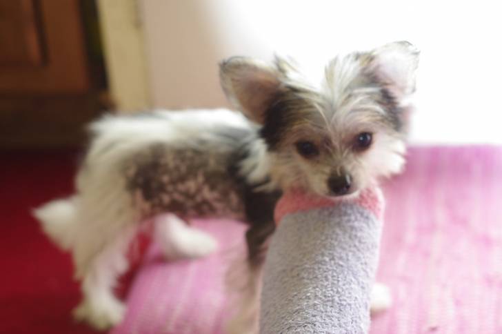 Un Chi-Chi au pelage blanc tacheté de gris, avec un jouet