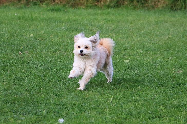 Un Chi-Chi au pelage beige, courant sur l'herbe d'un jardin