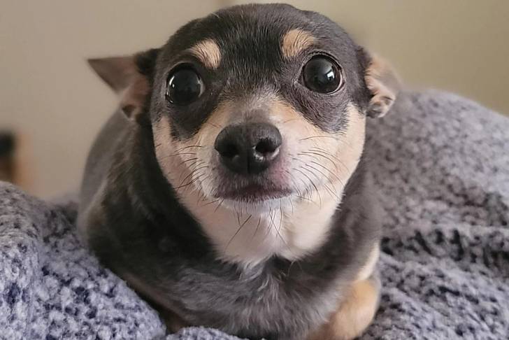 Un Chi-Chi au pelage bicolore noir marron, allongé sur une couverture