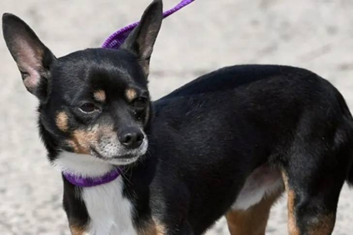 Un Chi-Chi au pelage tricolore, tenu en laisse