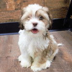 Un Cock-A-Tzu assis sur un plancher en bois