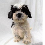 Un Cock-A-Tzu assis sur un tissu blanc