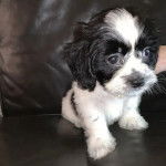 Un Cock-A-Tzu assis sur un canapé en cuir noir