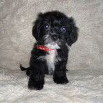 Un Cock-A-Tzu portant un collier rouge et assis sur un fond texturé 