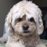 Un Cock-A-Tzu couché sur un lit ou un canapé avec un motif floral