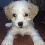 Un Cock-A-Tzu faisant face à la caméra et couché au sol