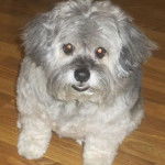 Photo prise de haut d'un Cock-A-Tzu assis sur un plancher en bois