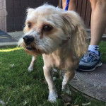 Un Cock-A-Tzu debout à quatre pattes dans l'herbe à côté d’une personne debout portant des baskets