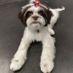 Un Cock-A-Tzu allongé sur un sol gris