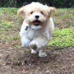 Un Cock-A-Tzu avec un collier et courant vers la caméra sur un terrain herbeux