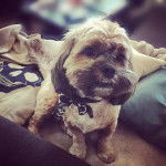 Un Cock-A-Tzu portant un bandana noir et assis sur un canapé