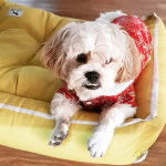 Un Cock-A-Tzu portant un habit rouge et reposant sur un lit pour chien 