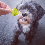 Un Cock-A-Tzu se trouvant en face de la main d'une personne tenant une feuille