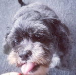 Photo d'un Cock-A-Tzu se tenant assis sur une moquette avec sa langue sortie