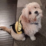 Un Cock-A-Tzu portant un costume d’abeille et assis sur une moquette