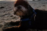 Un Cock-A-Tzu portant un harnais et couché sur une plage au coucher du soleil