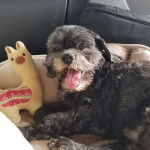 Un Cock-A-Tzu allongé sur un lit ou un canapé, à côté d’une peluche en forme de lama