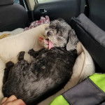 Un Cock-A-Tzu allongé sur une couverture dans un siège de voiture