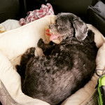 Un Cock-A-Tzu se reposant dans un panier douillet avec la langue sortie