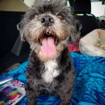 Un Cock-A-Tzu assis sur un tissu bleu avec des motifs dans l’arrière d’une voiture