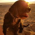 Un Cock-A-Tzu portant un collier et assis sur une plage au coucher du soleil