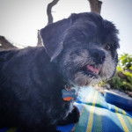 Un Cock-A-Tzu couché sur une natte dans un environnement ensoleillé avec des plantes et des rochers 