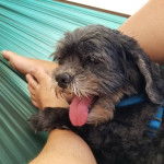 Photo d'un Cock-A-Tzu reposant sur les jambes d’une personne