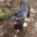 Un Cock-A-Tzu debout à quatre pattes dans une forêt