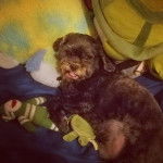 Un Cock-A-Tzu allongé confortablement sur un lit et entouré de peluches et d’oreillers colorés