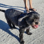 Un Cock-A-Tzu tenu en laisse sur un sol en gravier