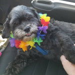 Un Cock-A-Tzu portant un collier et couché sur le siège d'un voiture