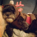 Un Cock-A-Tzu allongé sur un canapé et vêtu d’un pull marron avec des bois de renne et une capuche