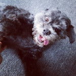 Photo prise de haut d'un Cock-A-Tzu étendu sur son dos sur un tapis