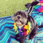 Un Cock-A-Tzu portant un collier et assis sur une couverture dans un jardin