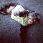 Un Cock-A-Tzu portant un t-shirt et allongé sur un tapis gris en regardant vers le haut