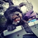 Un Cock-A-Tzu assis sur un banc en bois à l’extérieur avec un sac à dos violet à côté de lui