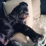 Un Cock-A-Tzu reposant confortablement sur un canapé avec des coussins