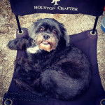 Un Cock-A-Tzu reposant sur une chaise pliante noire