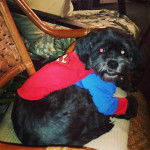 Un Cock-A-Tzu vêtu d’un costume de super-héros et assis sur une chaise