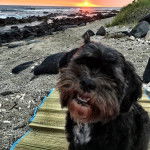 Un Cock-A-Tzu assis sur une plage au coucher du soleil