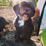 Un Cock-A-Tzu assis sur un rocher