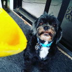 Un Cock-A-Tzu portant une médaille et assis au sol