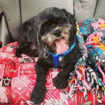 Un Cock-A-Tzu portant un collier et allongé sur une couverture à l'intérieur d'une voiture