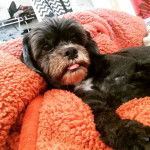 Un Cock-A-Tzu allongé sur une couverture orange