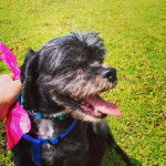 Un Cock-A-Tzu avec un collier bleu sur un terrain herbeux