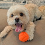 Un Cock-A-Tzu allongé sur un canapé gris avec un ballon orange à proximité