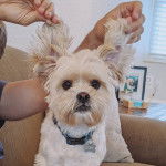 Un Cock-A-Tzu assis sur un canapé avec une personne tirant ces deux oreilles