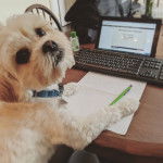 Un Cock-A-Tzu avec un collier et assis devant une feuille de papier, un crayon et un ordinateur