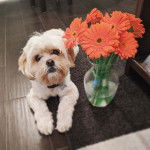 Un Cock-A-Tzu assis sur un tapis à côté d’un vase de fleurs