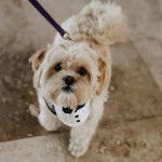 Un Cock-A-Tzu tenu en laisse et se tenant debout à quatre pattes sur un sol